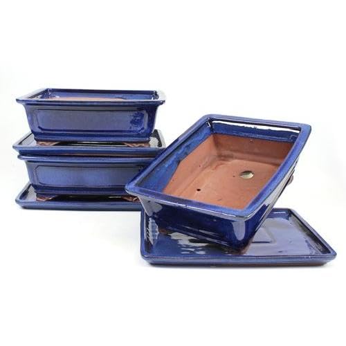 PLANETA HUERTO | Tiesto Bonsái Rectangular 25 cm con Plato Azul – Maceta Estable y Atractiva para Bonsáis de Mayor Tamaño