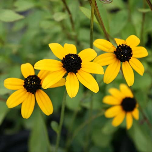 Rare Flower Seeds Rudbeckia Triloba 200+ Brown Eyed Susan Flower Seeds #TOP1