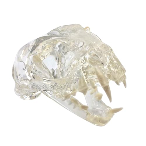 Image of Clear Feline Skull Cat Dental Model Oral Teeth Model Pet Clinic Anatomical for Canine Veterinary Office Education Decoration Demonstrate (Cat Skull Model)