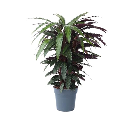 Plant in a Box - Calathea Wavestar XL - Planta de pavo real, planta de oración - ⌀27cm - Altura 85-95cm