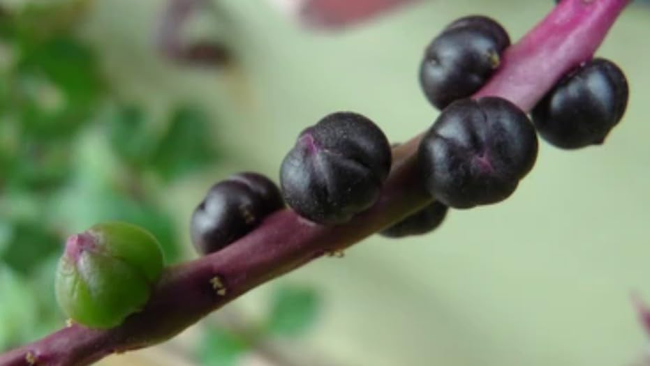 vine spinach, Ceylon spinach,pasalai keerai,kodi pasalai,Green Malabar Spinach-Pasalai keerai,Basella alba,Rubra,???? ?????? ????/ ??????? ???? ???? (B0CY2536T1) Amazon Price History, Amazon Price Tracker