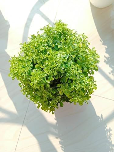 Image of Table Kamini Bonsai Plant Live (Murraya Paniculata) with Pot - Natural Oxygen Plant for Indoor Home Decoration, Office Desk & Tabletop Display (Pack Of 01)