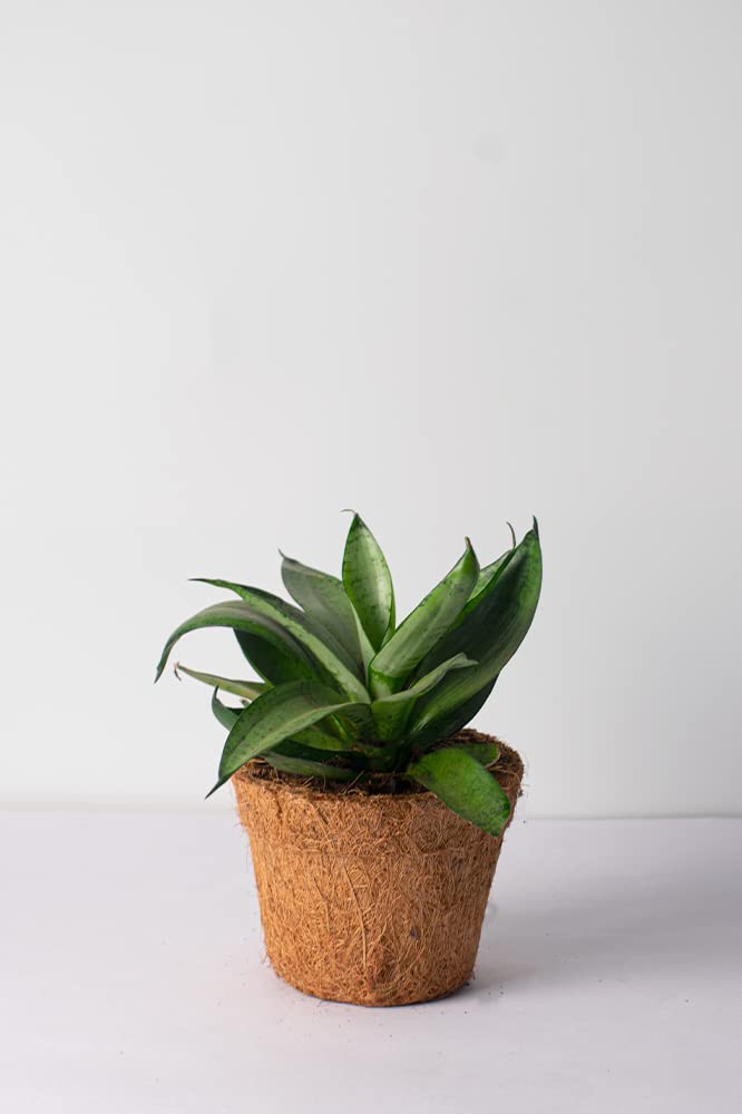 PlantOline Sansevieria Green Ghost Live Plant with Soil and Coir Pot -  4inch : Amazon.in: Garden & Outdoors