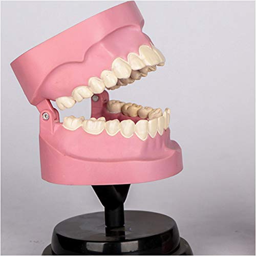 Modèle D'Anatomie Dentaire pour L'Étude des Dents - Modèle De Dent Dentaire - Kit Pédagogique De Biologie Dentaire - Modèle De Stomatologie pour Enfants Et Étud