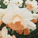 [World Fantasy Garden] 中型球根 水仙 ラッパ咲き ピンクパラソル 2球セット 【宅配便でお届け】Narcissus ‘Pink Parasol’ 秋植え球根 植えっぱなし スイセン 秋植え 花壇 鉢植え 庭植え 多年草 2025BU COM