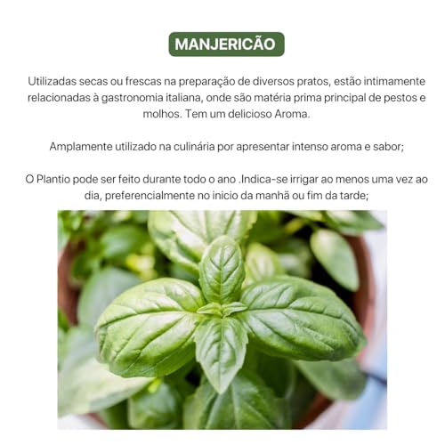 Kit 4 Sementes Tempero Jardim Horta Em Casa (Salsa Graúda, Cebolinha Fina, Manjericão, Coentro)