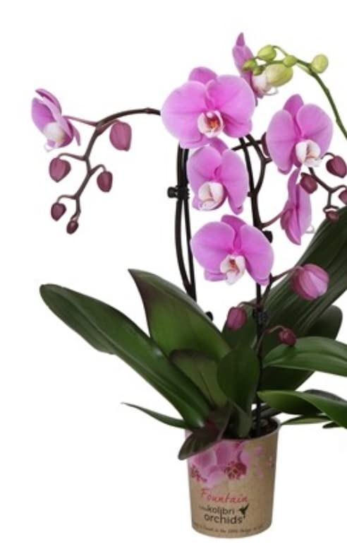 Pink Orchid Plant - Live phalaenopsis, Pink Blooms in 12cm Pot - 40cm Height