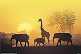 Close Up Sonnenuntergang in Kenia Poster (91,4cm x 61cm)