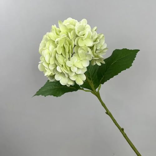 4/bg  AWTC EFfBO fR[V z[p[eB[ t[AWg ebNX AWTC t[ (49cm/CgO[)