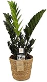 Zamioculcas Raven (Schwarze Glücksfeder) ca. 60 cm inkl. Korb – Dunkellaubige Zimmerpflanze, pflegeleicht, luftreinigend, trendige Deko für Wohnräume
