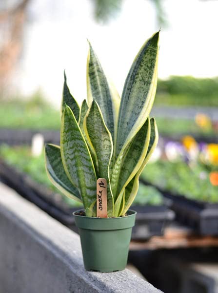 bulk mini succulent plants 3 Pcs Artificial Mini Succulent Plants in Vase Potted Succulent Plante   festwholesale