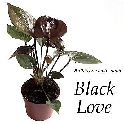 where to buy an air plant 15 Pack Premium Air Plants Mix *Cannot Be Shipped Internationally*