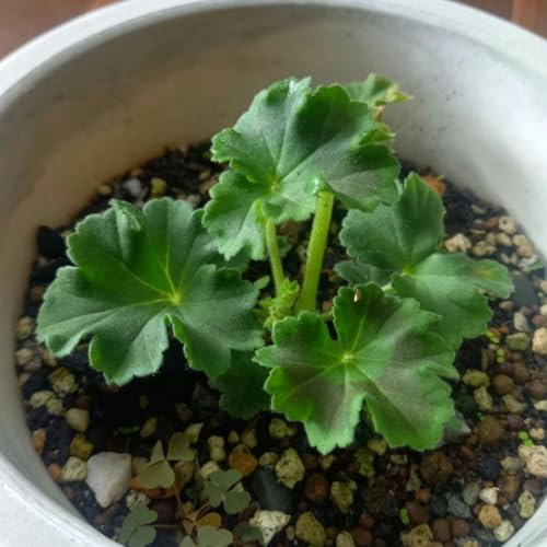 ゼラニウム苗 ロザリア 抜き苗のサムネイル