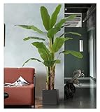 Zoom IMG-1 rutavm alberi artificiali pianta verde Zoom IMG-1 rutavm alberi artificiali pianta verde