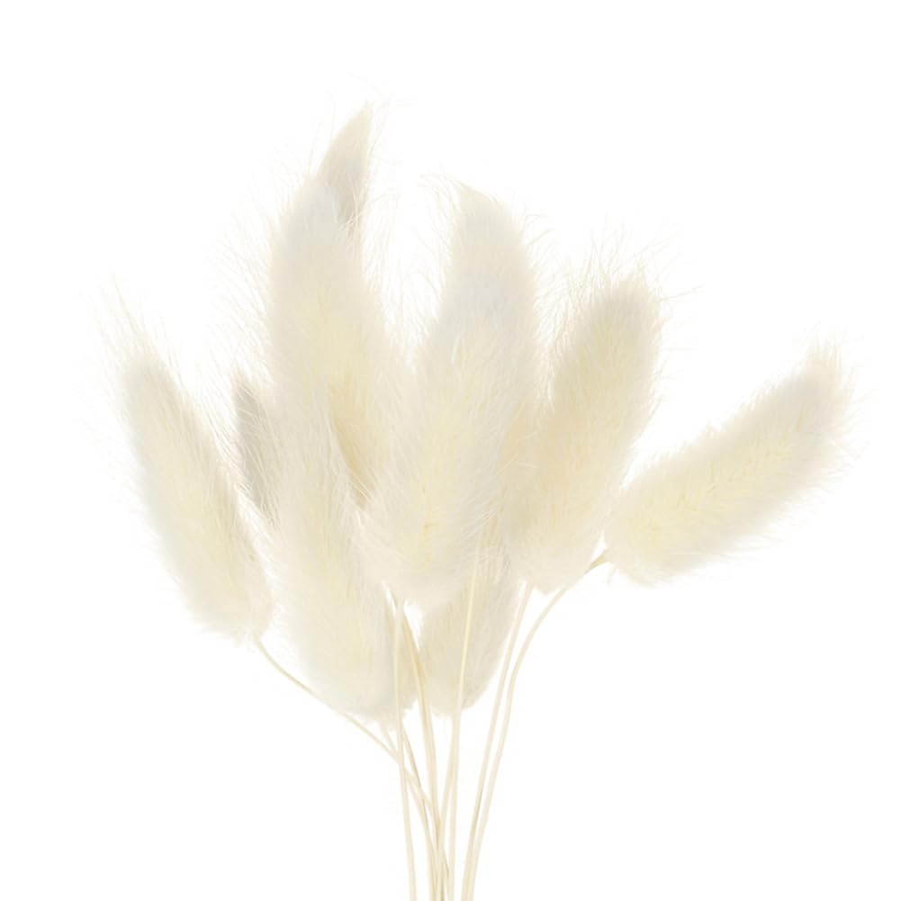 10 or 20 Pcs Dried Bunny Tail Flowers Pampas Grass Natural Fluffy Bouquet for DIY Home Decoration White Dried Pampas Floral Arrangement for Wedding Vase Decor (20pcs)