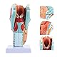 iplusmile Menschlichen Kehlkopf Modell Nasen Mundhöhle Kehle Nasopharynx Laryngopharyngeal Rachen Kehlkopf Anatomisches Modell Wissenschaft Medicalstudents Lehrmittel