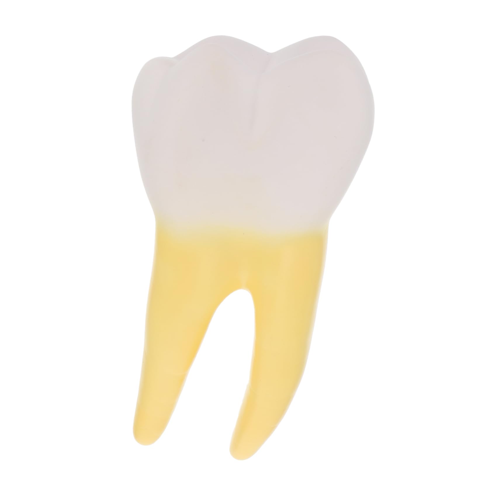 Modello Molare Anatomico in Pvc per Dimostrazione Dentale | Giallo, Leggero, Realistico, per Cliniche Odontoiatriche e Insegnamento