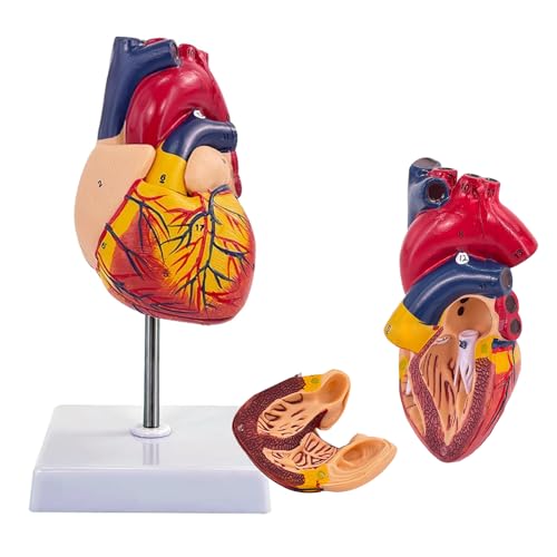 Modelo de corazón humano para anatomía (modelo corazón)