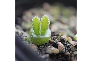 15 Bunny Succulent Seeds for Planting - Monilaria moniliformis