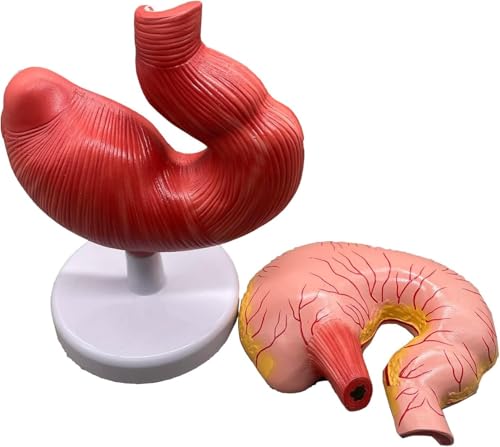 Modèle d'anatomie de l'estomac de porc amovible pour étude biologique