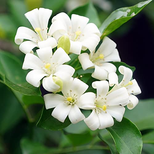 Orange Jessamine Seeds Orange Jasmine, Murraya Paniculata Attracts Bees Birds & Butterflies Fragrant Evergreen Container Indoor Outdoor 5Pcs Shrub Seeds By Yegaol Garden #TOP1