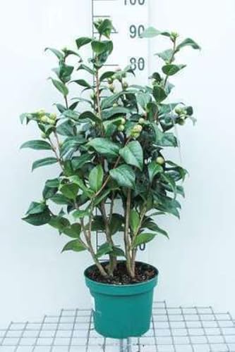 Camellia japonica roze-rose - Camellia japonica roze-rose 60-80 cm en pot