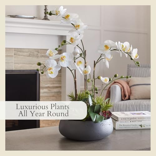 Image of CG Hunter Faux Orchid Plant w /Succulents, Premium Artificial Indoor Flower Display Stands 24 inch w /Beautiful Sculptural Blooms and Succulents That Lasts Forever, Grey Planter Pot Included