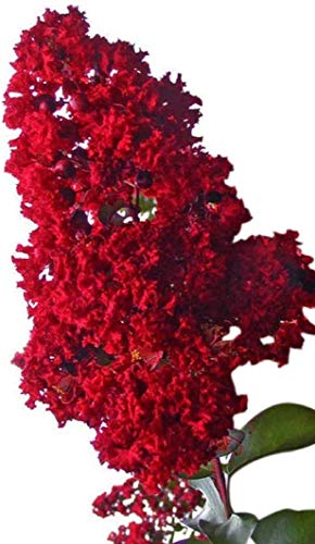 Victor Crape Myrtle - Dark Red Flowering Tree - Live Plant Shipped 2 to 3 Feet Tall by DAS Farms