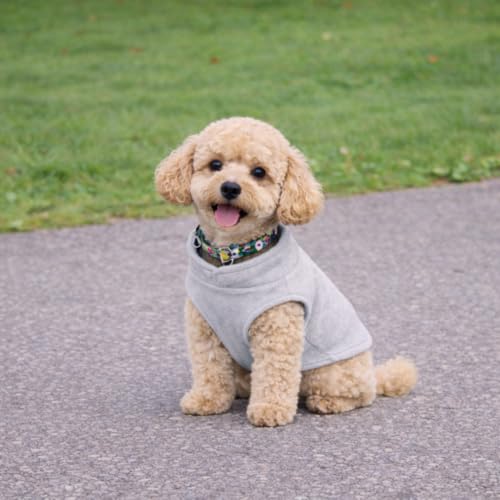 Image of JACKO & CO - Fleece Vest Dog Sweater with Leash Ring - Soft, Warm & Lightweight Pullover Coat for Small & Medium Dogs, Puppies & Cats - Cozy Fall /Winter /Spring Pet Jacket (Grey, Medium 6-10lbs)