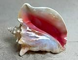 Shell King Queen Conch Shell 6'-8' - Bahamas - Large Sea Shells - Conch Sea Shell - Large Conch Shell - Conch Shell Decor - Imperfect Conch Sea Shell - demeating Production Whole - Food byproduct