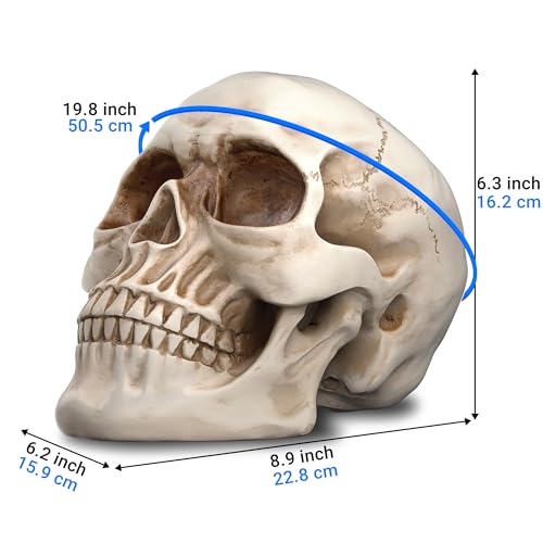 Image of READAEER Life Size Resin Skull, Large Size Adult Skull Head Model for Home Decoration, Halloween Skull Statue, Human Skull Head Model (White)