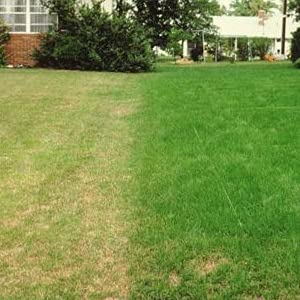 Park Drought Resistant Lawn Seed, 2kg