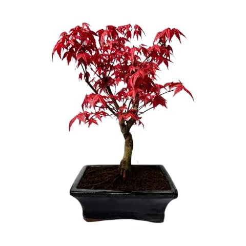 Bonsai DE - Bonsai baum Japanischer Fächerahorn - Acer (Ahorn) bonsai bäume/Japanische Ahorne/baum ist 25-30 cm hoch (Deshojo P20 Rot) Cover