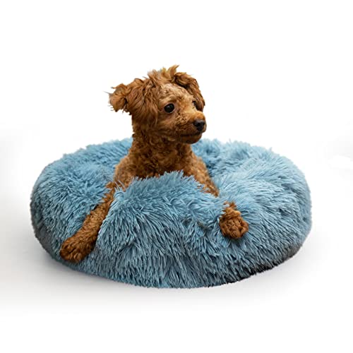 Top 10 Best Cat Bed For Summer To Buy Online Glory Cycles