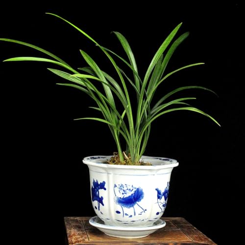 シノワズリ 青と白の磁器植木鉢 排水穴と排水トレイ付き 屋内外の植物用 セラミック植木鉢 23*17cm