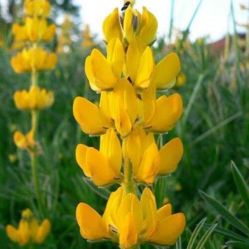 Buy4seeds 4 Seeds Lupin luteus Golden Yellow Useful for Gard