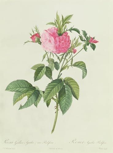 Cuadro Rosa gallica prolifera Pierre Redouté lienzo de decoración 60x90cm
