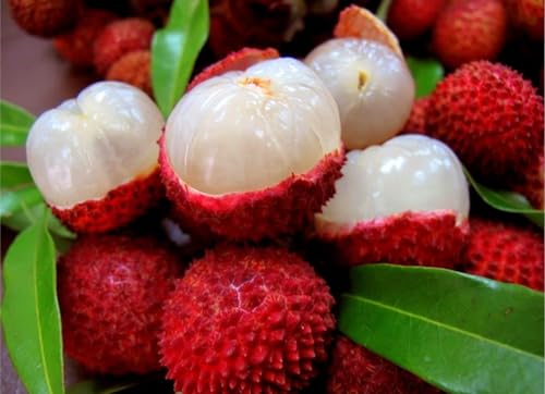 Shahi Litchi Hybrid Live Plant | Dwarf Air Layered Variety | Rare Tropical Lychee Tree for Garden | Sweet All Season Fruit | 2-3 Ft Tall Sapling | Bears Fruit in 1-2 Years | 1 Healthy Plant