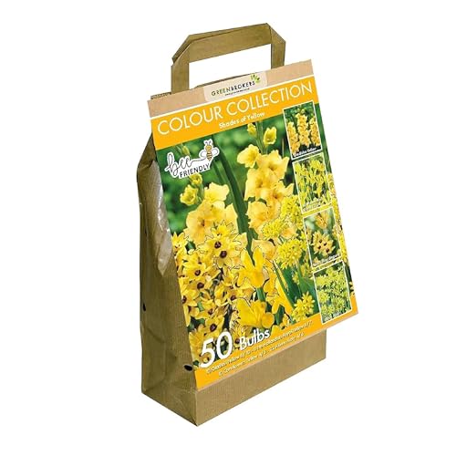 50 Yellow Summer Flowering Bulbs Mixed Varieties | Bee & Butterfly Friendly | Eco Packaging | Premium Quality Dutch Bulbs | Plant Now Ready to Bloom in Summer