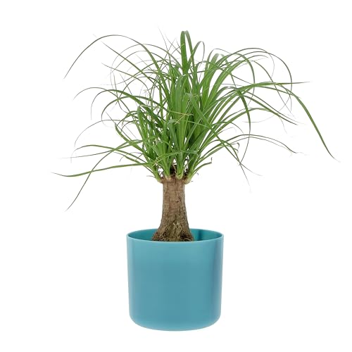 KENTIS - Beaucarnea Nolina Recurvata - Piante da Interni Vere - H 30-40cm Vaso Ø 14 cm - Mangiafumo