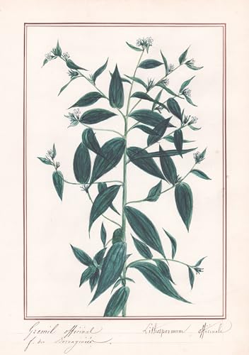 Gremil officinal / Lithospermum officinalis - Botanik botany / Blume flower / Pflanze plant