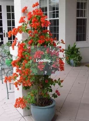 See full amazon price history chart for Nature Live Flowering Healthy Plant Bougainvillea All Season Flowers Easy Maintenance Climbing Ornamental Garden (Bougainvillea 1) Nature Live Flowering Healthy Plant Bougainvillea All Season Flowers Easy Maintenance Climbing Ornamental Garden (Bougainvillea 1) (B09XB3Z7SX) Amazon Price History, Amazon Price Tracker
