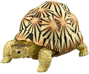 Amazon かめ02 ガシャポン カメシリーズ 第2弾 2 ホウシャガメ 白 単品 フィギュア ドール 通販 Amazon かめ02 ガシャポン カメシリーズ 第2弾 2 ホウシャガメ 白 単品 フィギュア ドール 通販