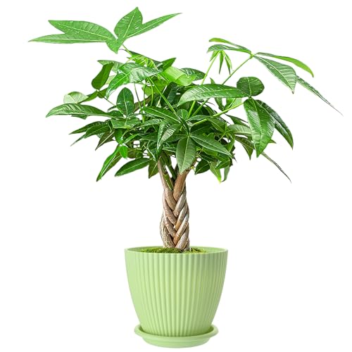 Live Plants Money Tree in 4" Green Plastic Pot, Easy