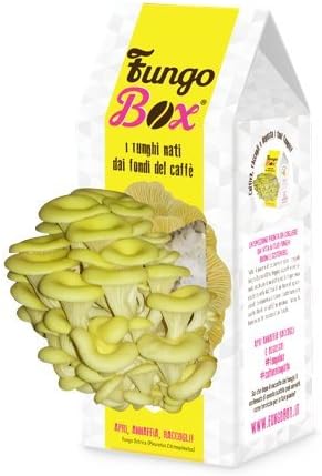 Upcycle Italia FungoBox: the Kit for Cultivating Homemade Mushroom Oysters good and sustainable by the Coffee Ground - for Women - Gift Idea for her - Women's Day (White and Yellow)