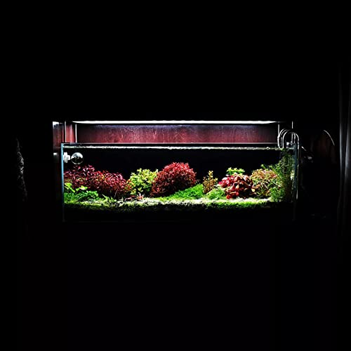 Substratesource Live Aquarium Red Stem Plants - Freshwater Aquatic Plant For Fish Tanks thumb #6