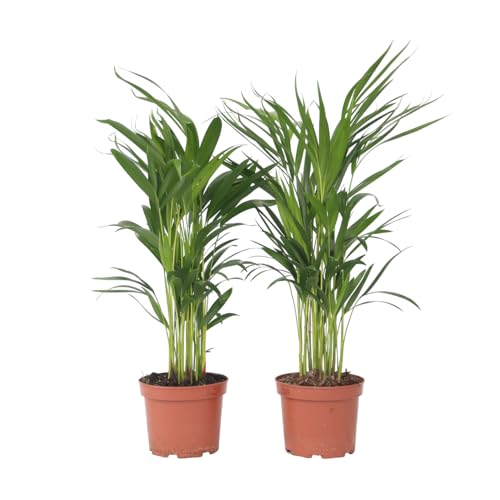 Plant in a Box - Dypsis Lutescens - Set of 4 - Areca Palm Indoor Plant - Height 60-70cm - Butterfly Palm - Pot 17cm