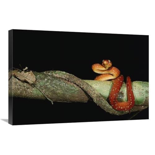 20 x 30 in. Emerald Tree Boa Juvenile, Iwokrama Reserve, Guyana Art Print - Pete Oxford