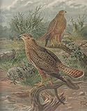  Steppenbussard. Buteo desertorum (Daud.). Weibchen. Chromolithographie.