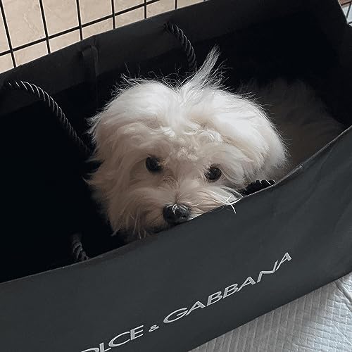 How to convince your parents to get a dog?